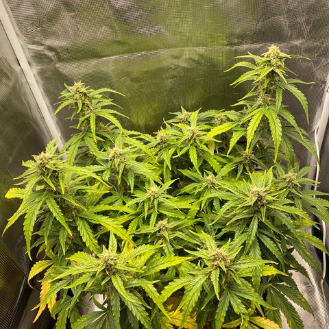 HSO Blue Dream Auto 2 growlog photo: Looking happy after yesterday’s feed. Colas are starting to fatten up! Looking promising :D