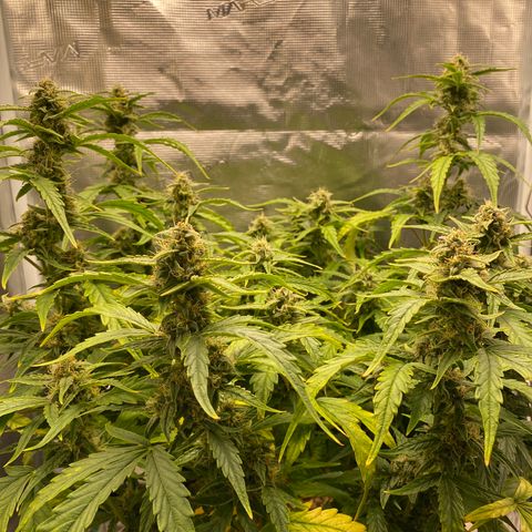 HSO Blue Dream Auto 2 growlog photo: Looking happy after yesterday’s feed. Colas are starting to fatten up! Looking promising :D
