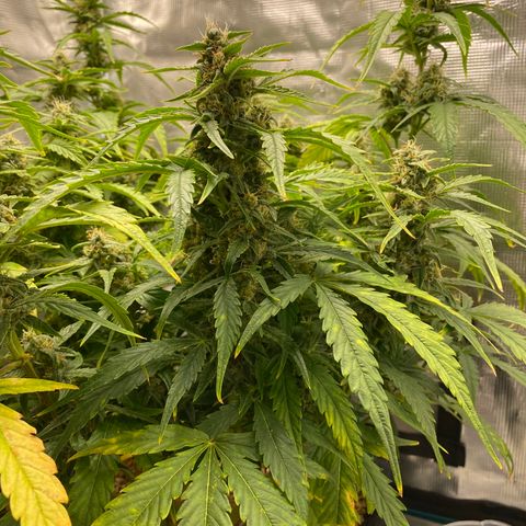 HSO Blue Dream Auto 2 growlog photo: Looking happy after yesterday’s feed. Colas are starting to fatten up! Looking promising :D