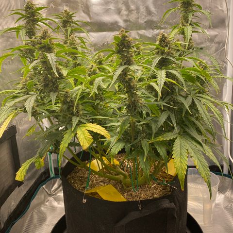 HSO Blue Dream Auto 2 growlog timeline photo