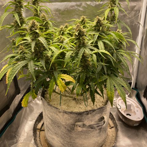 HSO Blue Dream Auto 2 growlog photo: DT Christmas