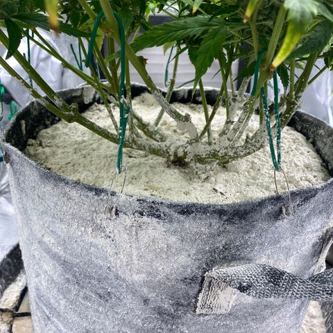 HSO Blue Dream Auto 2 growlog timeline photo