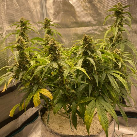 HSO Blue Dream Auto 2 growlog timeline photo