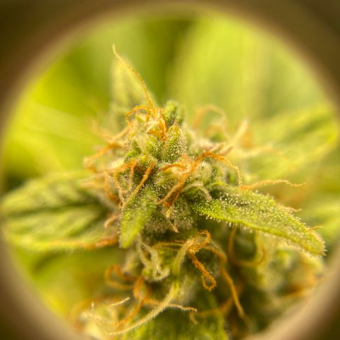 HSO Blue Dream Auto 2 growlog timeline photo