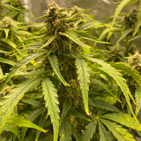 HSO Blue Dream Auto 2 growlog timeline photo