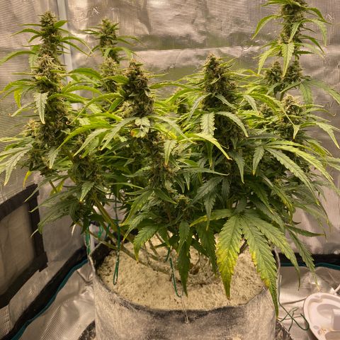 HSO Blue Dream Auto 2 growlog timeline photo