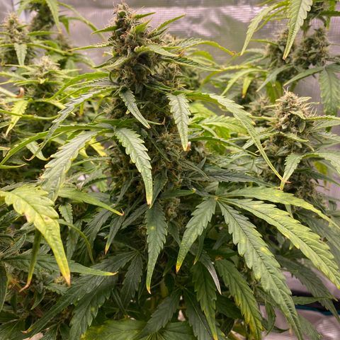HSO Blue Dream Auto 2 growlog timeline photo