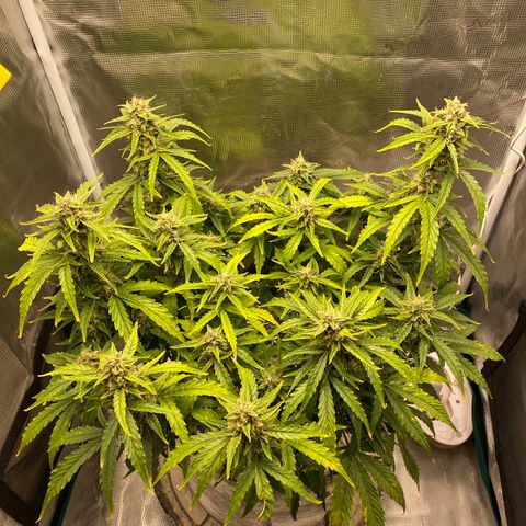 HSO Blue Dream Auto 2 growlog timeline photo