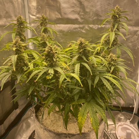 HSO Blue Dream Auto 2 growlog timeline photo