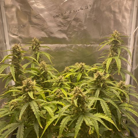 HSO Blue Dream Auto 2 growlog timeline photo