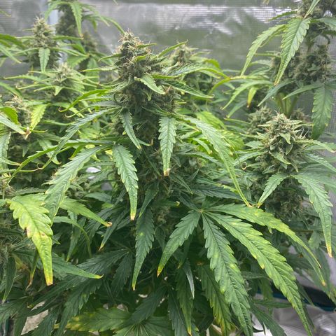HSO Blue Dream Auto 2 growlog timeline photo