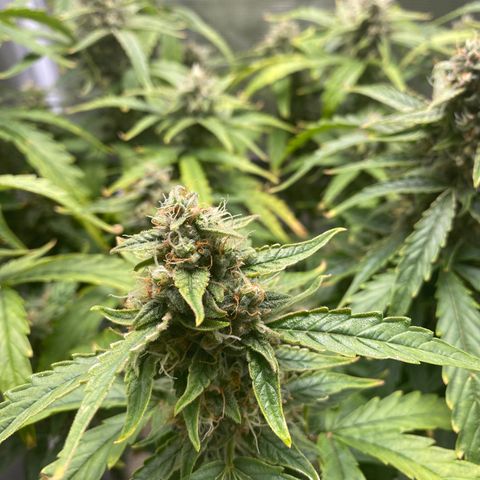 HSO Blue Dream Auto 2 growlog timeline photo
