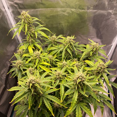 HSO Blue Dream Auto 2 growlog timeline photo