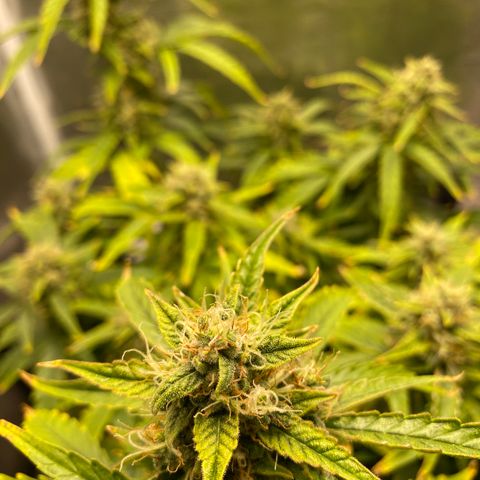 HSO Blue Dream Auto 2 growlog timeline photo