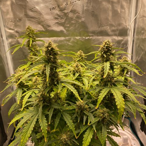 HSO Blue Dream Auto 2 growlog timeline photo