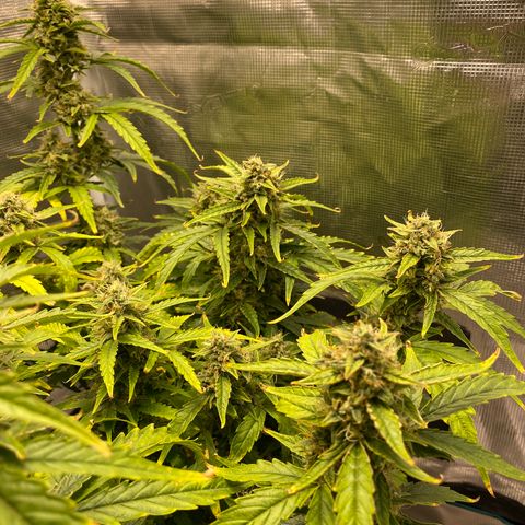 HSO Blue Dream Auto 2 growlog timeline photo