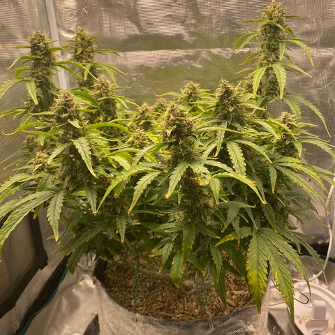 HSO Blue Dream Auto 2 growlog timeline photo