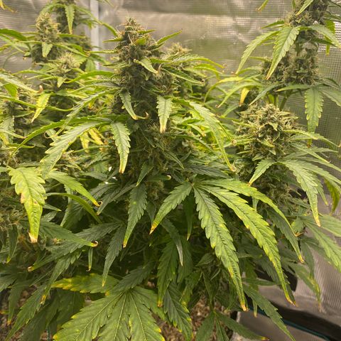 HSO Blue Dream Auto 2 growlog timeline photo