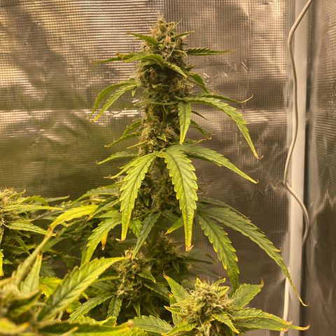 HSO Blue Dream Auto 2 growlog timeline photo