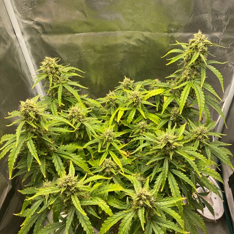 HSO Blue Dream Auto 2 growlog timeline photo