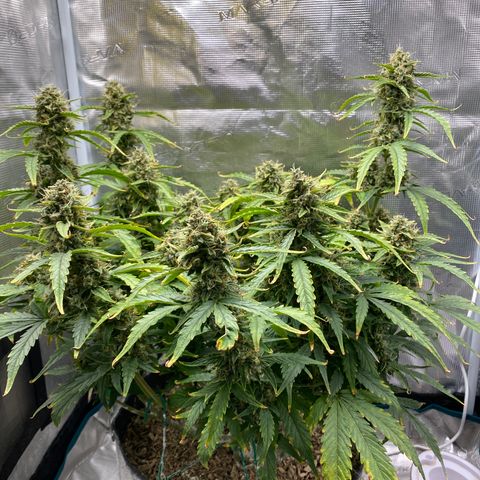 HSO Blue Dream Auto 2 growlog timeline photo
