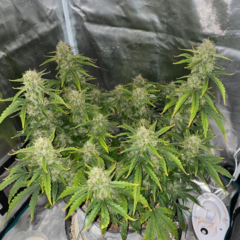 HSO Blue Dream Auto 2 growlog photo: Shiny!