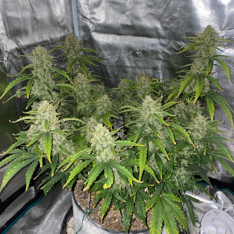 HSO Blue Dream Auto 2 growlog timeline photo