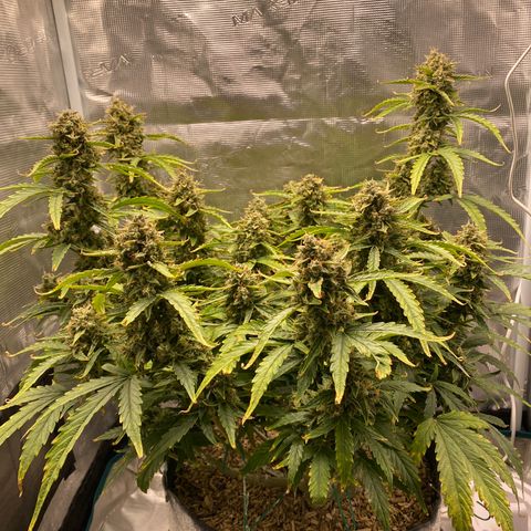 HSO Blue Dream Auto 2 growlog photo: Fat colas <3