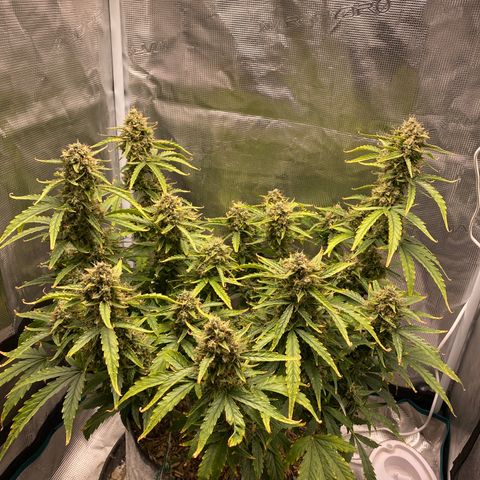HSO Blue Dream Auto 2 growlog photo: Fat colas <3