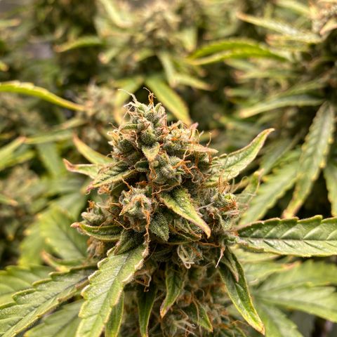 HSO Blue Dream Auto 2 growlog photo: Fat colas <3