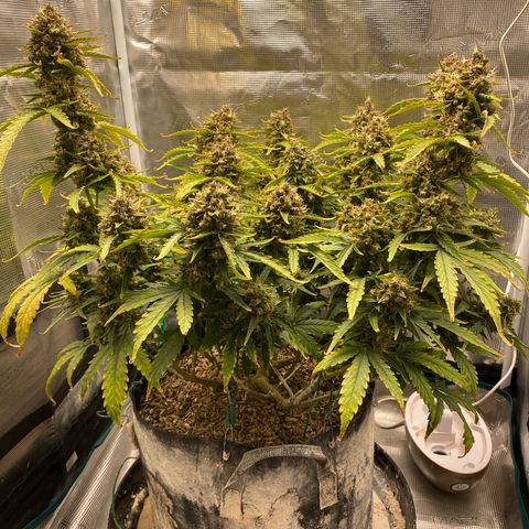 HSO Blue Dream Auto 2 growlog photo: Nearing harvest. Popcorn buds have been serving well since last weekend! A good trailer indeed.