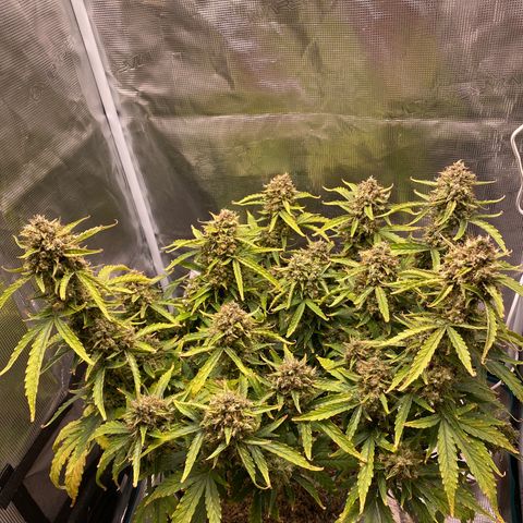 HSO Blue Dream Auto 2 growlog photo: Nearing harvest. Popcorn buds have been serving well since last weekend! A good trailer indeed.