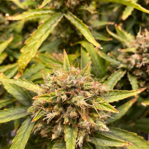 HSO Blue Dream Auto 2 growlog timeline photo