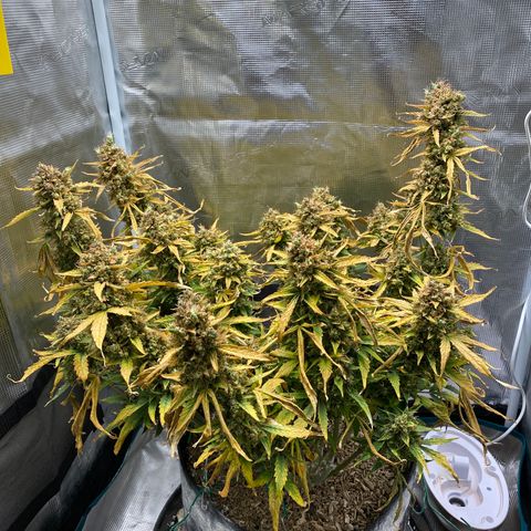 HSO Blue Dream Auto 2 growlog photo: Harvest day!!