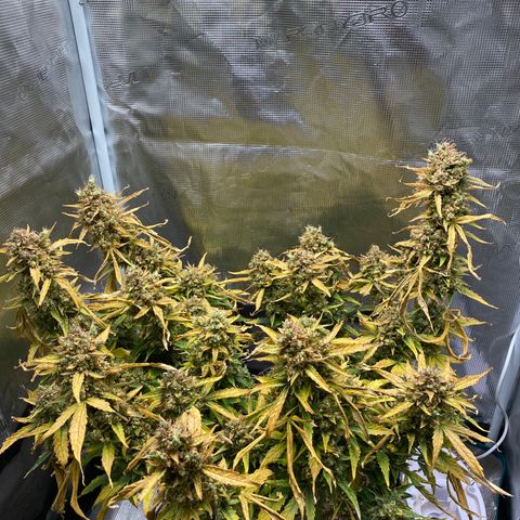 HSO Blue Dream Auto 2 growlog photo: Harvest day!!
