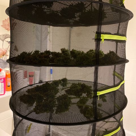 HSO Blue Dream Auto 2 growlog timeline photo