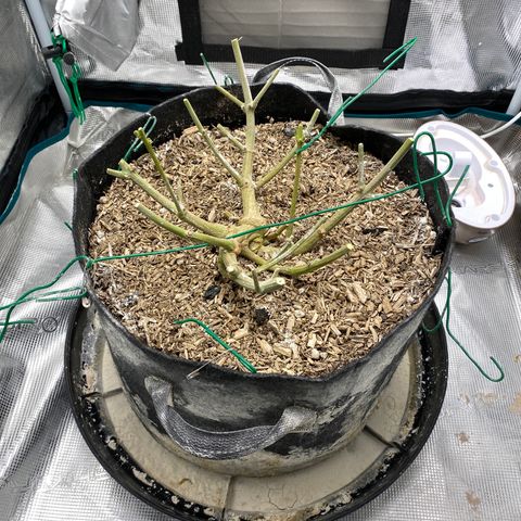 HSO Blue Dream Auto 2 growlog timeline photo