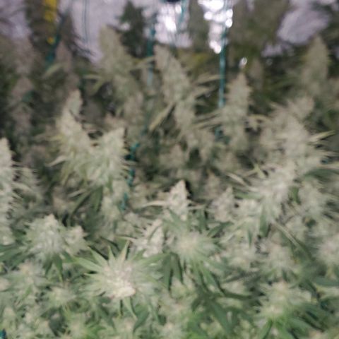 Blue Dream  growlog photo: 1st indoor grow. Blue dream, Kali Mist, Cherry Punch, and Train Wreck. 14 weeks in.  