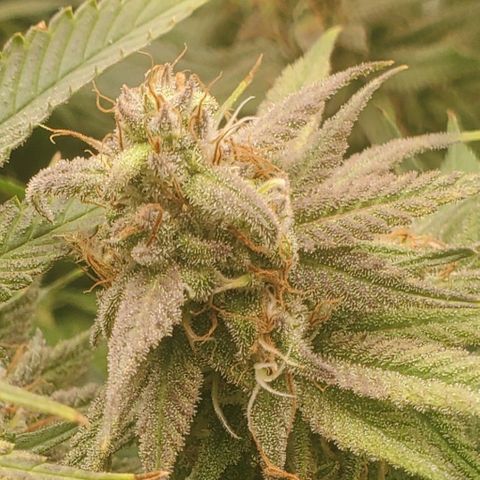 Blue Dream  growlog photo: 1st indoor grow. Blue dream, Kali Mist, Cherry Punch, and Train Wreck. 14 weeks in.  