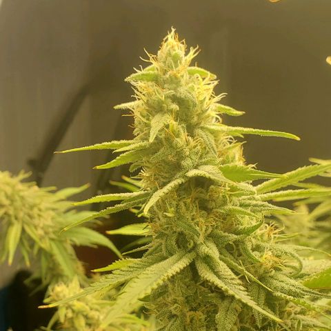 Blue Dream  growlog photo: 1st indoor grow. Blue dream, Kali Mist, Cherry Punch, and Train Wreck. 14 weeks in.  