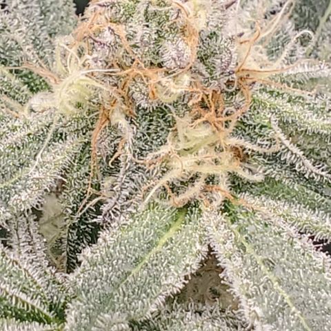 Blue Dream  growlog photo: 1st indoor grow. Blue dream, Kali Mist, Cherry Punch, and Train Wreck. 14 weeks in.  
