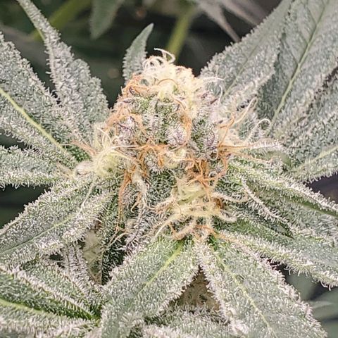 Blue Dream  growlog photo: 1st indoor grow. Blue dream, Kali Mist, Cherry Punch, and Train Wreck. 14 weeks in.  