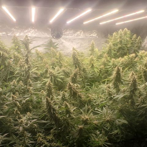 Blue Dream  growlog photo: 1st indoor grow. Blue dream, Kali Mist, Cherry Punch, and Train Wreck. 14 weeks in.  