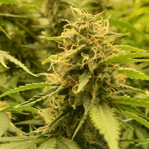 Blue Dream  growlog photo: 1st indoor grow. Blue dream, Kali Mist, Cherry Punch, and Train Wreck. 14 weeks in.  