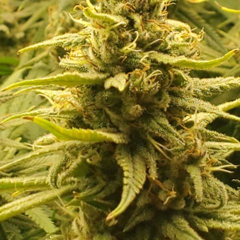 Blue Dream  growlog photo: 1st indoor grow. Blue dream, Kali Mist, Cherry Punch, and Train Wreck. 14 weeks in.  