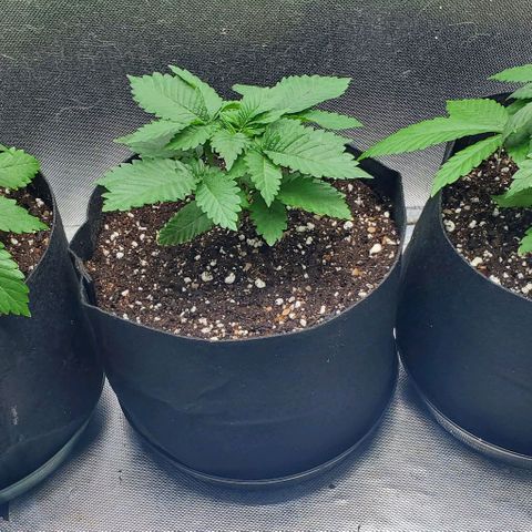 HOG growlog timeline photo