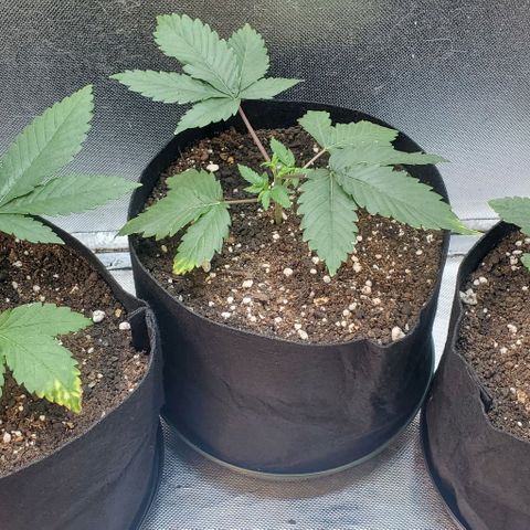 HOG growlog timeline photo
