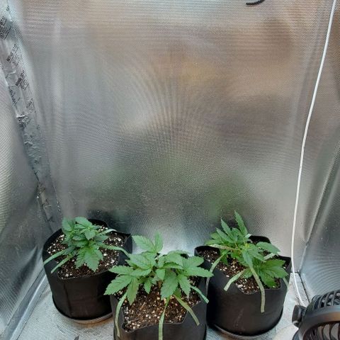 HOG growlog timeline photo