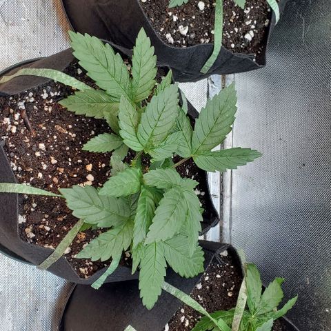 HOG growlog timeline photo