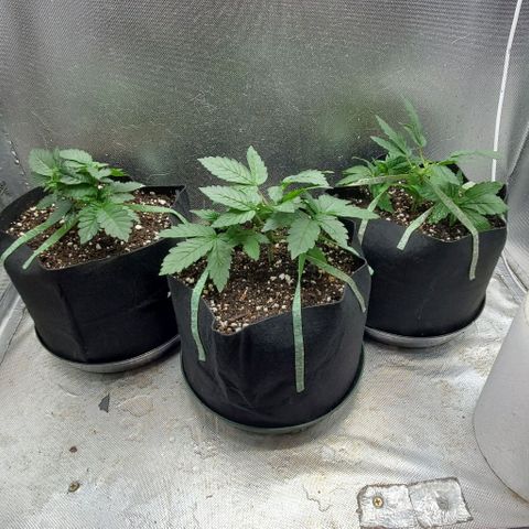 HOG growlog timeline photo